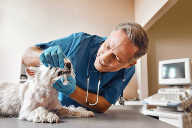 Best Dentist for Tooth Abscess  in New Boston, OH